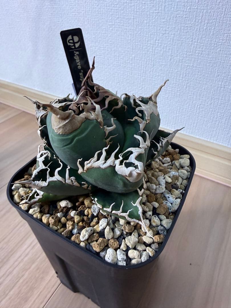 アガベ スーパーチタノタ 悪魔くん - メルカリ