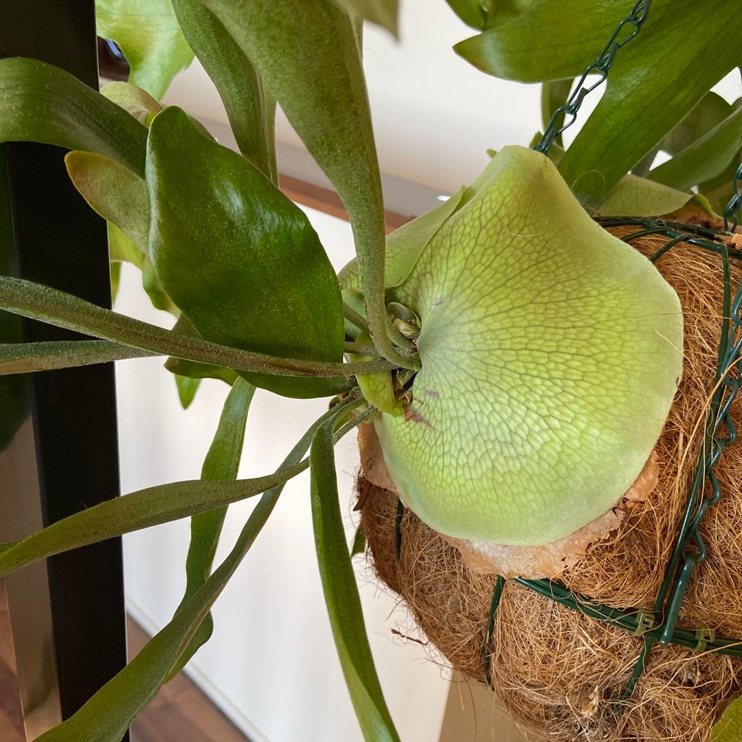 ビカクシダ 吊り鉢 大きめ 緑色 - メルカリ