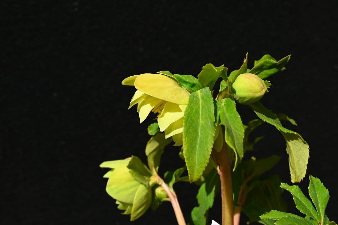 クリスマスローズ 超1級品！認定メロンゴールド 加藤農園 - メルカリ