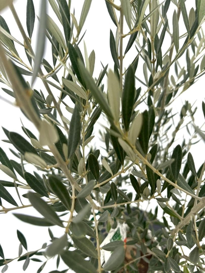 オリーブの木 ホジブランコ 7号 約150cm NO.853 人気品種 現品掲載