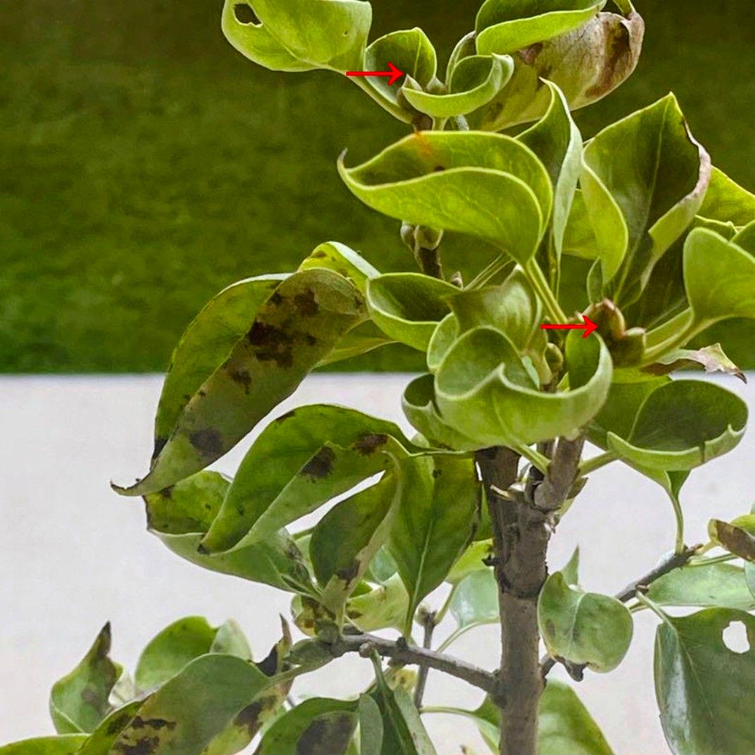 宿根草【フランス産直輸入】 ライラック プレゼントグレイビー