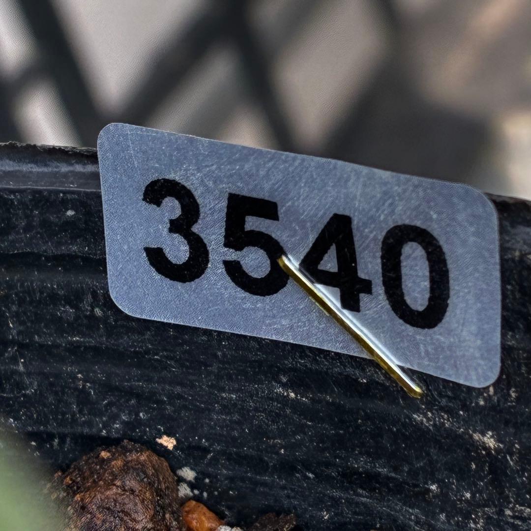 も*読様 3540☘️蕾花タグ付☘️オキシ交配⭐️超小輪⭐️超コロコロカップ⭐️