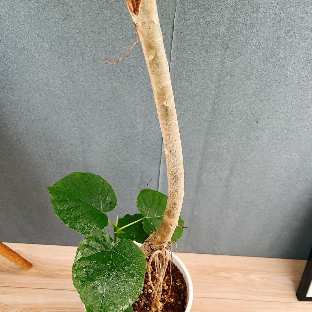 現品］A1 フィカスウンベラータ 8号 観葉植物 室内 大型 ゴムの木 人気