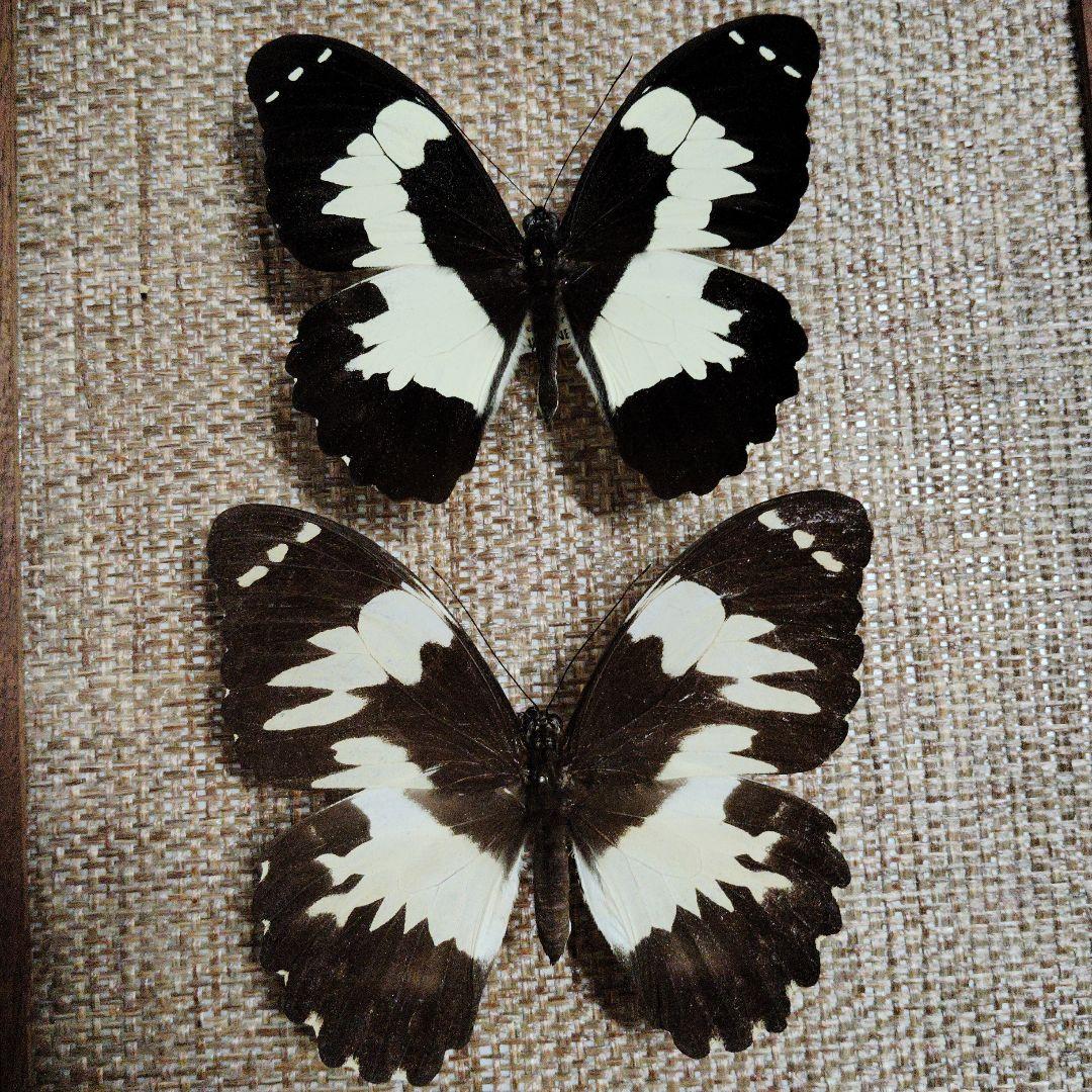 蝶標本 北海道産ミヤマカラスシジミ・オオイチモンジ♀ 野濱実秀斎様専用