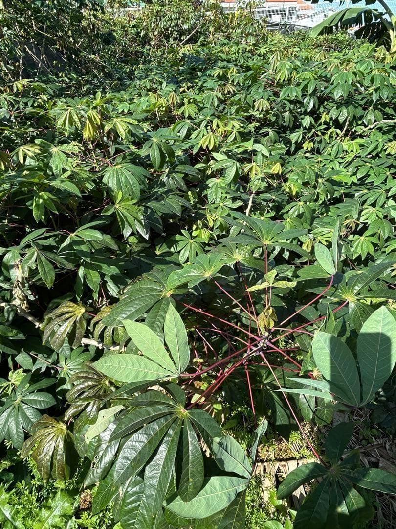 官能的な旨味と甘味。超高級☆キャッサバ・ゴールドSS☆挿し木枝。60