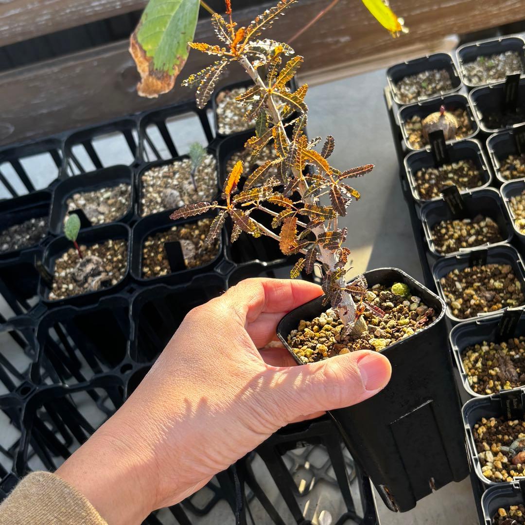 美株 希少 実生 選抜株 ボスウェリア ナナ 塊根 灌木 コーデックス 枝振充実