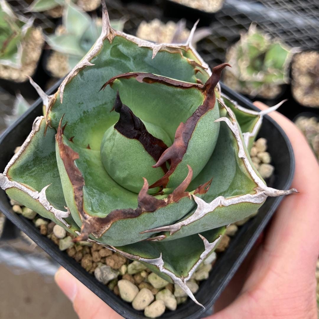 みっく　アガベ　3点