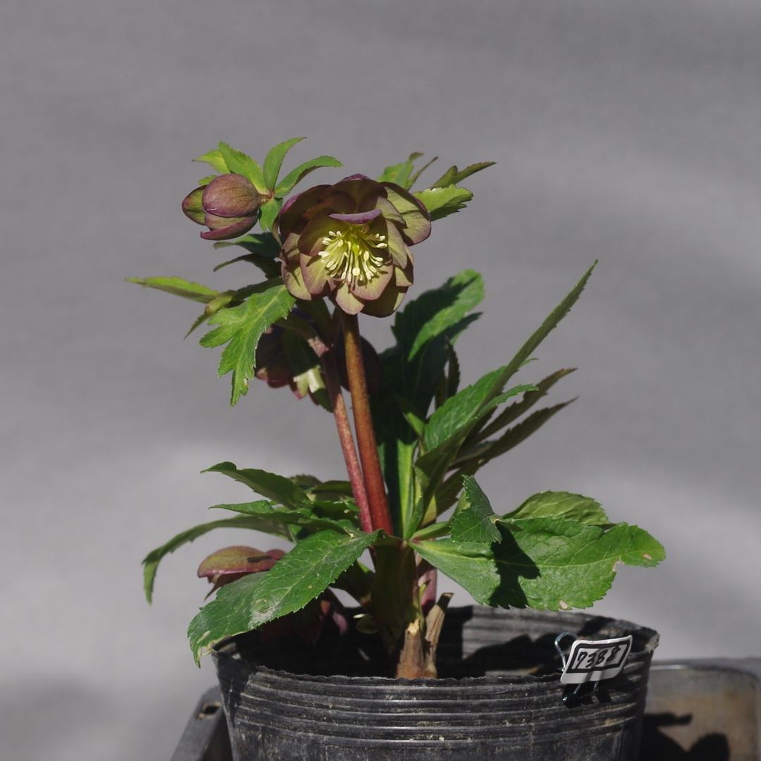 マリアルーベンス 強香 希少！ クリスマスローズ開花 加藤農園 7388