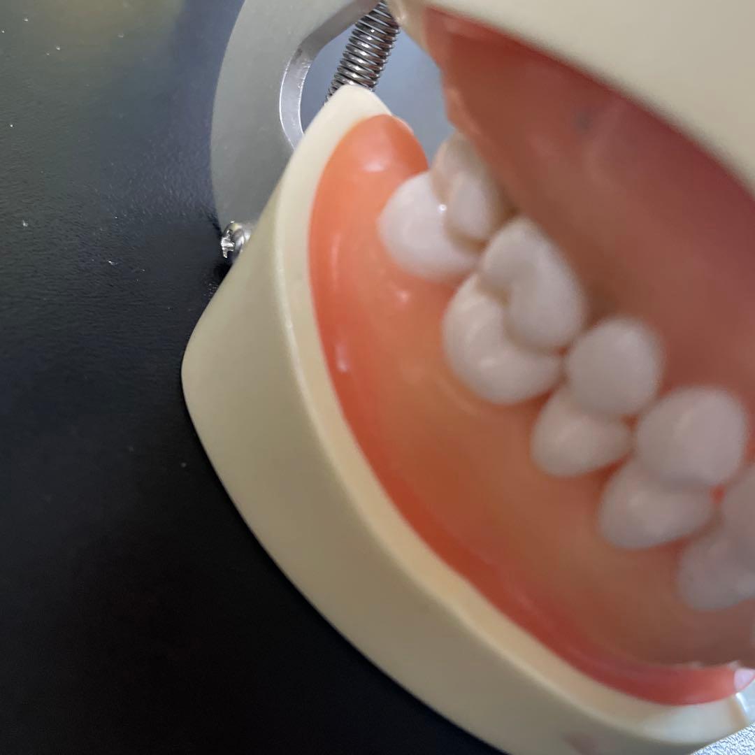 NISSIN歯科模型ニッシンデンタルモデルD18FE-500A-QF全て未形成歯