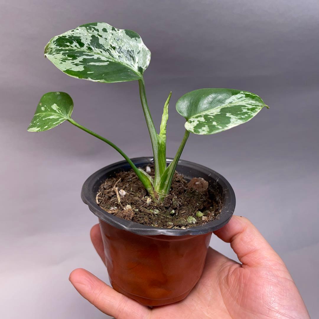 q19品種保証！斑入り保証！Bulbasaurモンステラ バルバソー フシギダネ