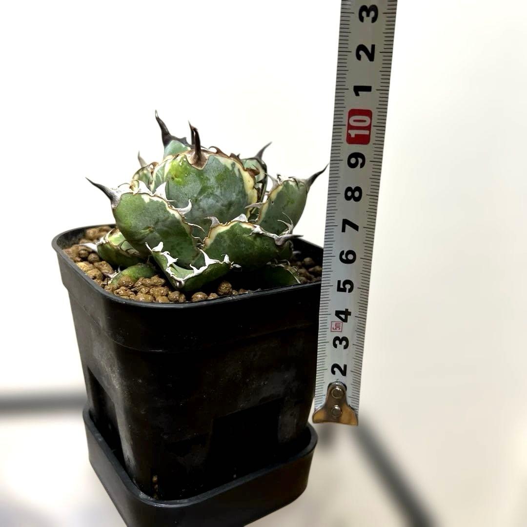 アガベ 鉢植発送 BB錦 斑入り 極上血統 希少株 スペシャル個体 超