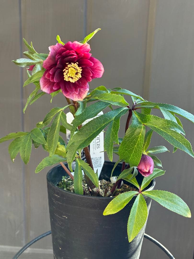 ♡広瀬園芸♡DDクリムゾンレッド 極上 ソレイユ系 - メルカリ