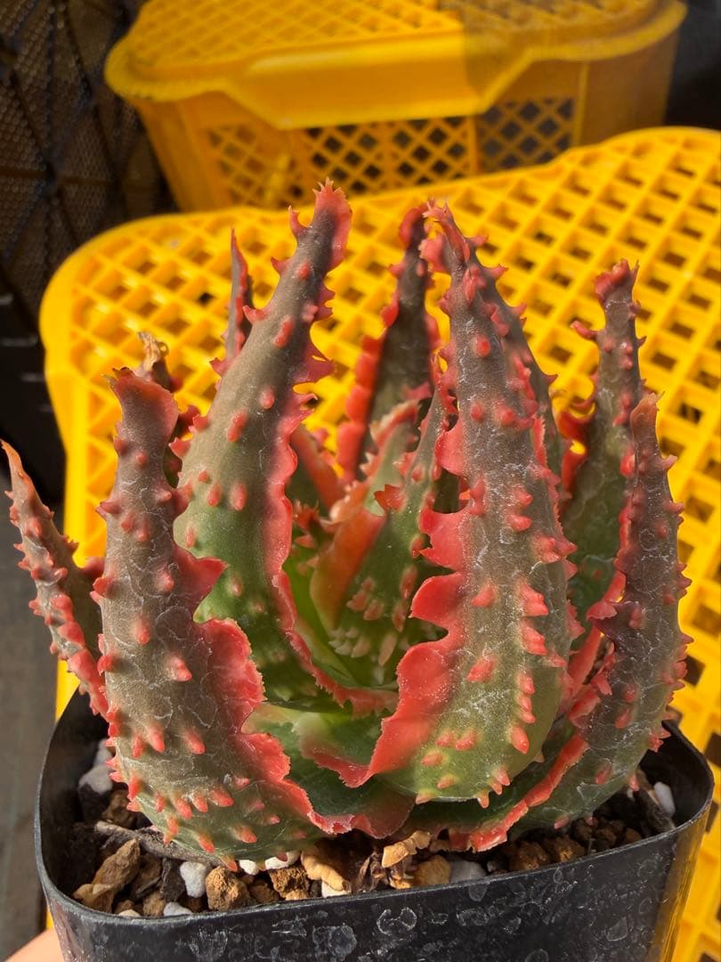 アロエ ハイブリッド Aloe hybrid 第四種 Fe−41 - メルカリ