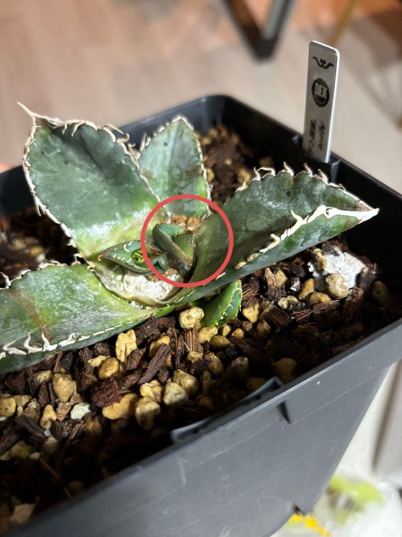 本日出品終了】 アガベ チタノタ 悪魔くん スーパーチタノタ BAKEMONO