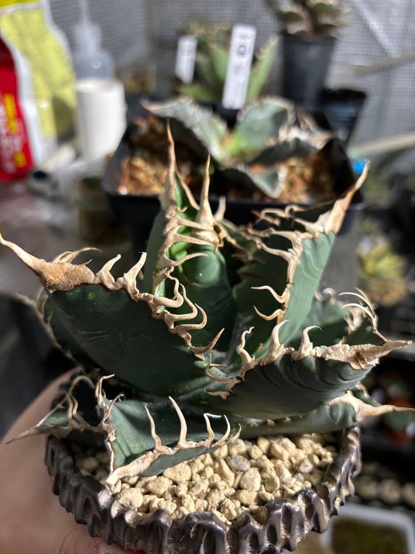 本日出品終了】 アガベ チタノタ 悪魔くん スーパーチタノタ BAKEMONO