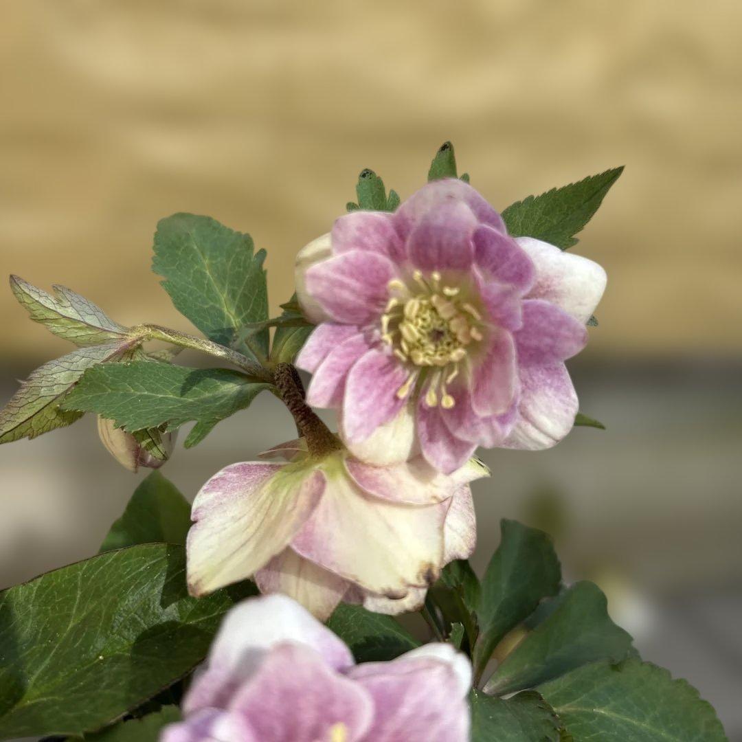 いろはhyb dd 大木ナーサリー クリスマスローズ タグ付き 現品 開花株