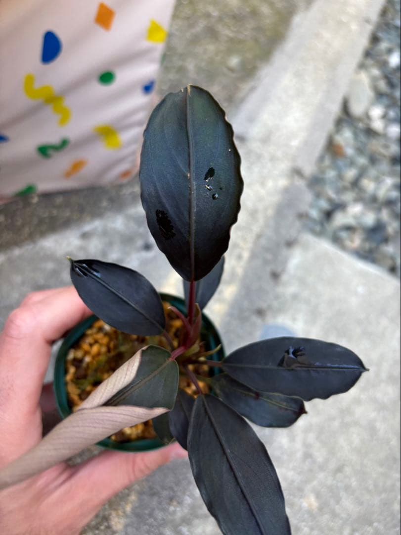 ⭐︎ ブセファランドラ モトレィアーナ 濃黒青絶品個体 / パダワン 根