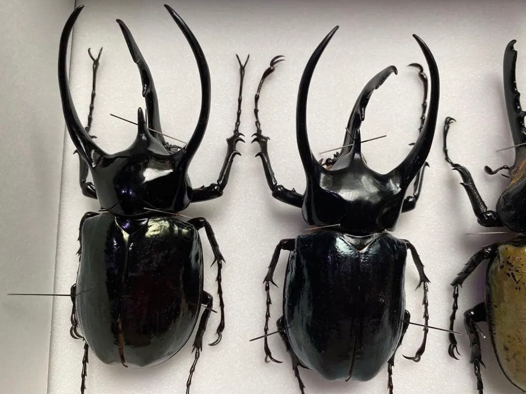 コーカサスオオカブト ヘラクレスオオカブト オス×4 標本 - メルカリ