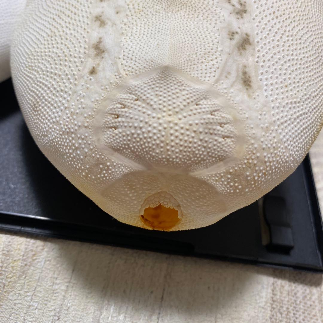 ライオンブンブク ライオネスブンブク ウニ標本 ウニ殻標本 標本