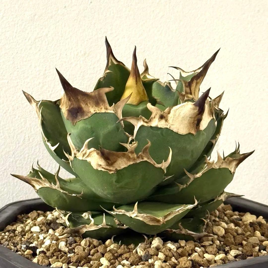 【大】アガベ チタノタ トリケラトプス triceratops 白犀牛 シロサイ アガベ チタノタ '白犀牛' Agave titanota 'white rhino