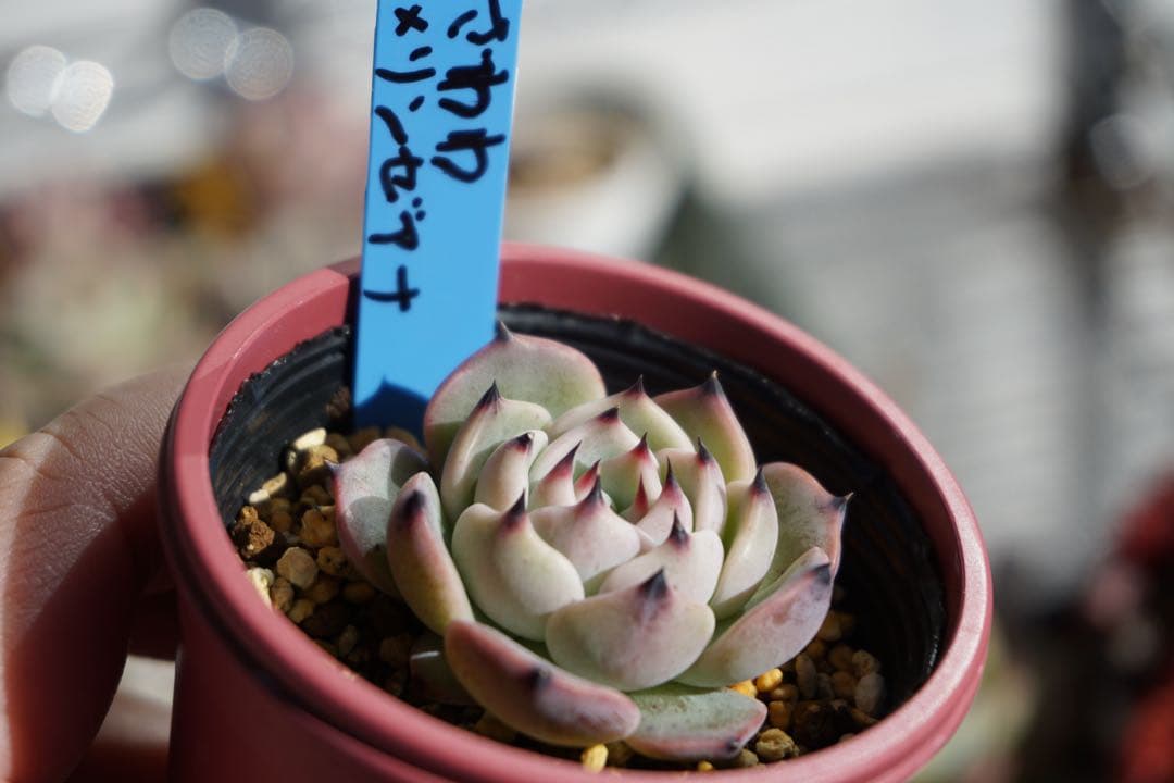 た*こ様 ざわわ × リンゼアナ　札付き　青札　ポットのまま