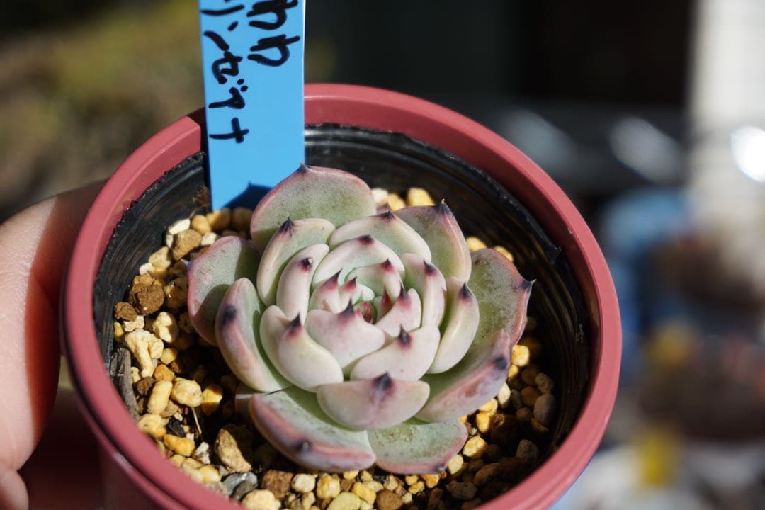 た*こ様 ざわわ × リンゼアナ　札付き　青札　ポットのまま