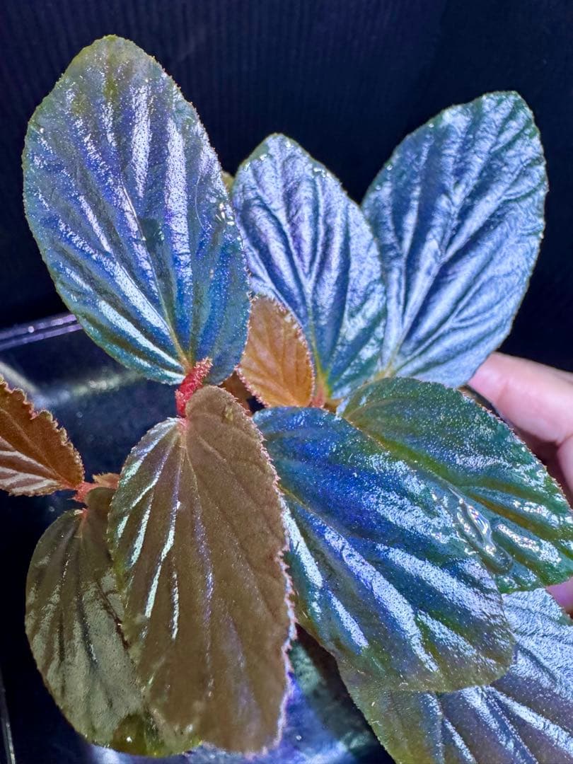 希少❣️Begonia sp. temuyuk ベゴニア テムユク 卵葉 特選株