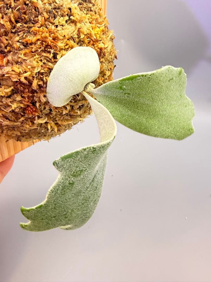 ビカクシダP.Willinckii Omega,P.Emma mix spore - メルカリ