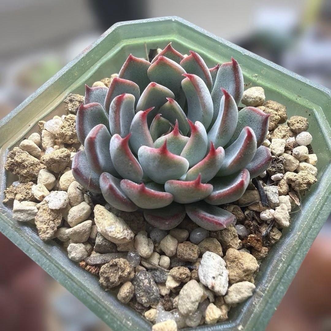 ゆきのん　速達！　‼︎レア苗‼︎ ザラゴーサspノバ　カキコ　多肉植物 ☆超レア美苗！☆ザラゴーサSPノバ（子株2付き）多肉植物（土ポット