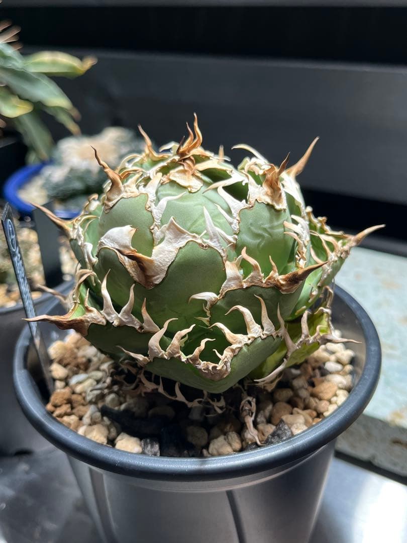 【特選】アガベ チタノタ フィリグリー　ボール型作り込み株　コレクション株 アガベ チタノタ フィリグリー 4株 現品お届け】アガベ 4号 チタノタ