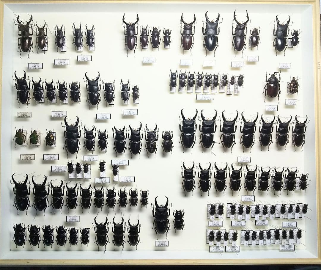 村山輝記採集・製作 クワガタ調査標本No.192（流出品） - メルカリ