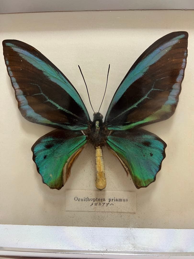 希少蝶標本メガネアゲハ（異常型）蝶標本採取現状品のみケース20x19cm