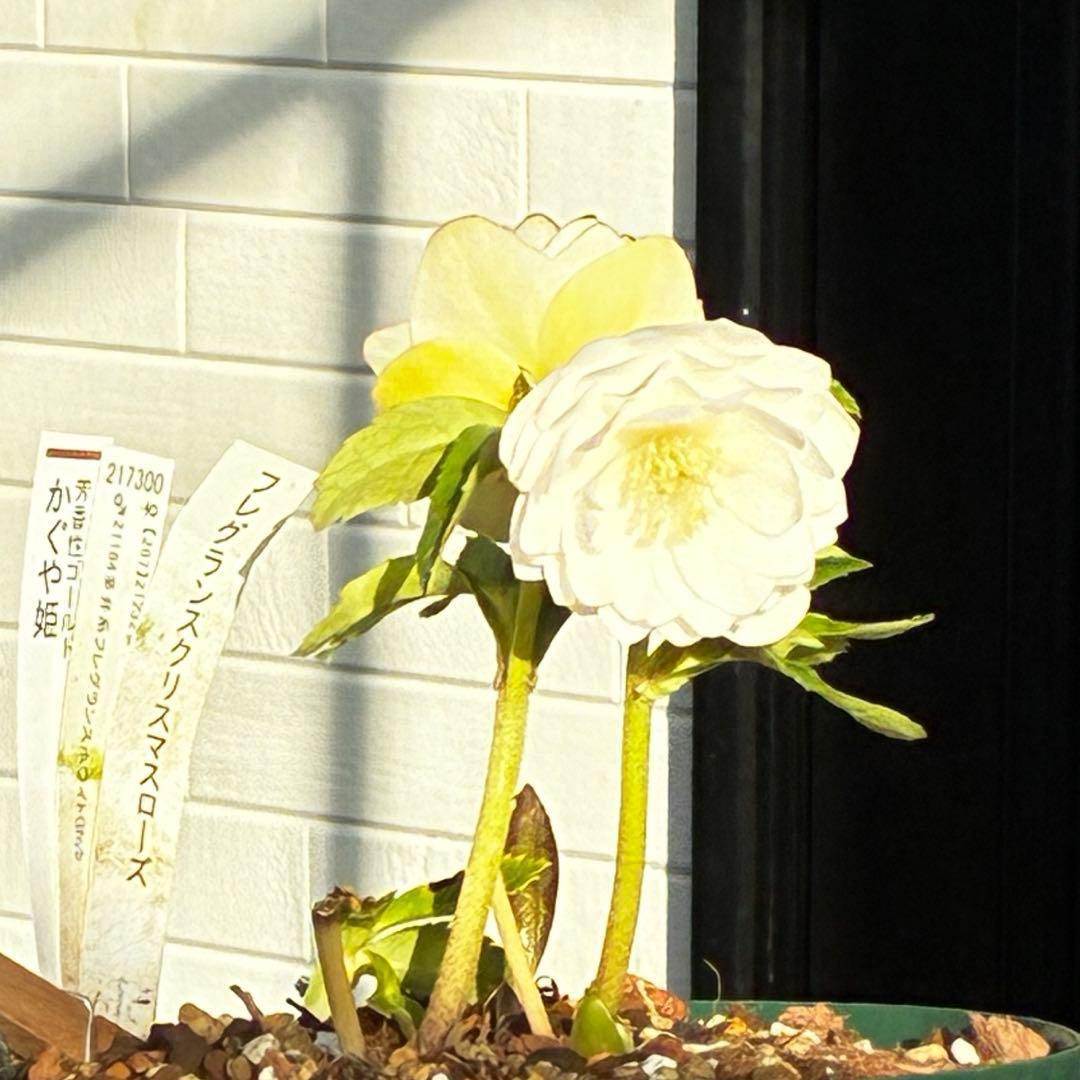 u*0様 3503☘️蕾花付☘️極上☘️強香￼⭐️かぐや姫⭐️￼フレグランス⭐️