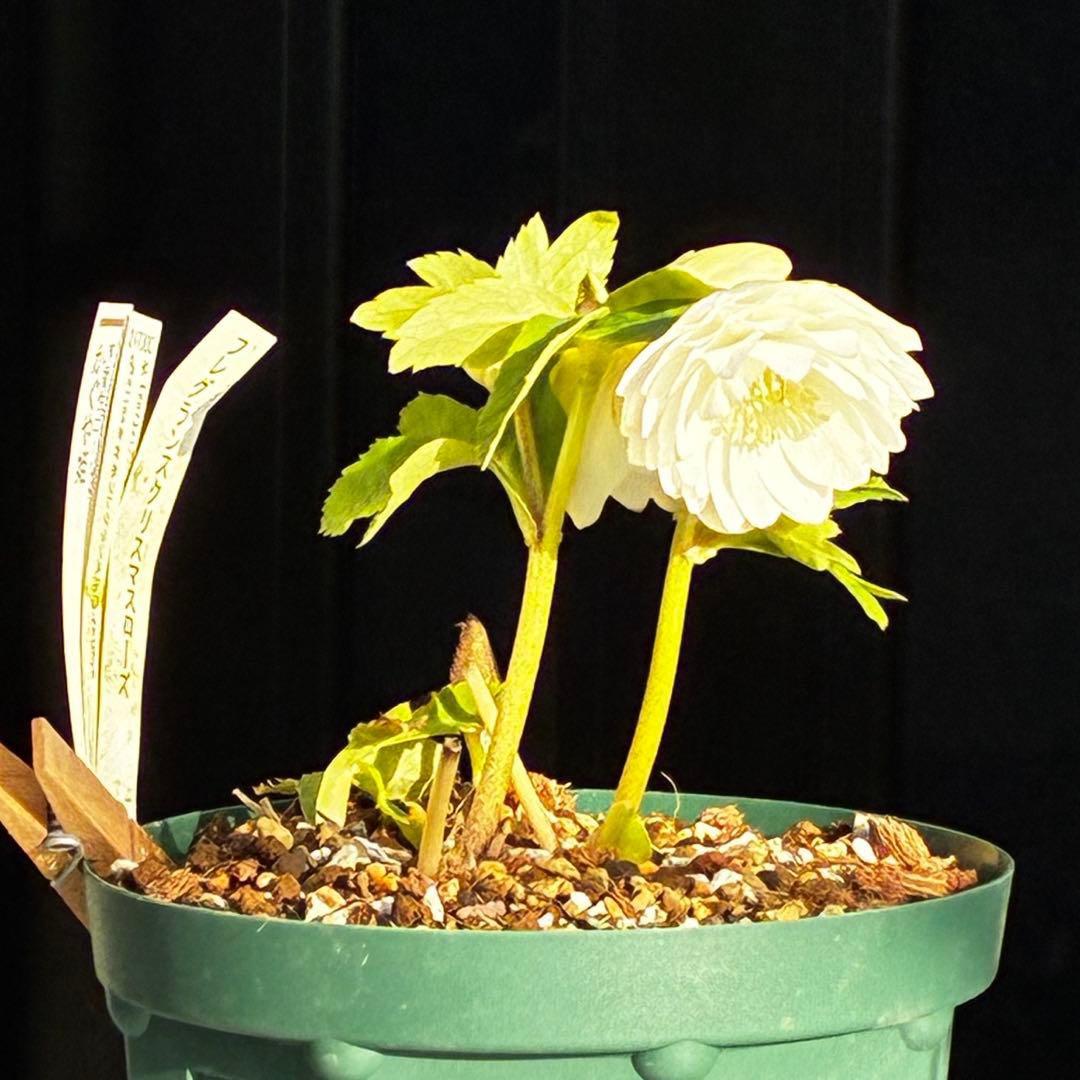 u*0様 3503☘️蕾花付☘️極上☘️強香￼⭐️かぐや姫⭐️￼フレグランス⭐️