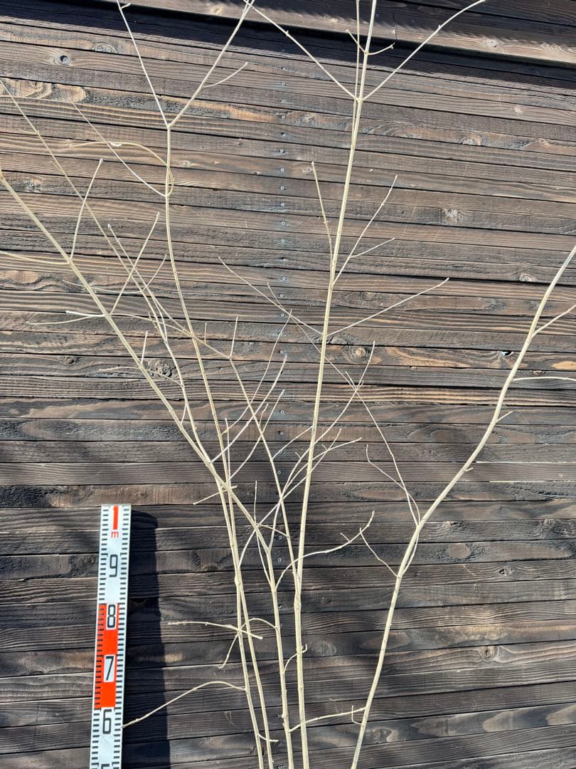 アオダモ/自生山採り【現品発送】管理70939 - メルカリ