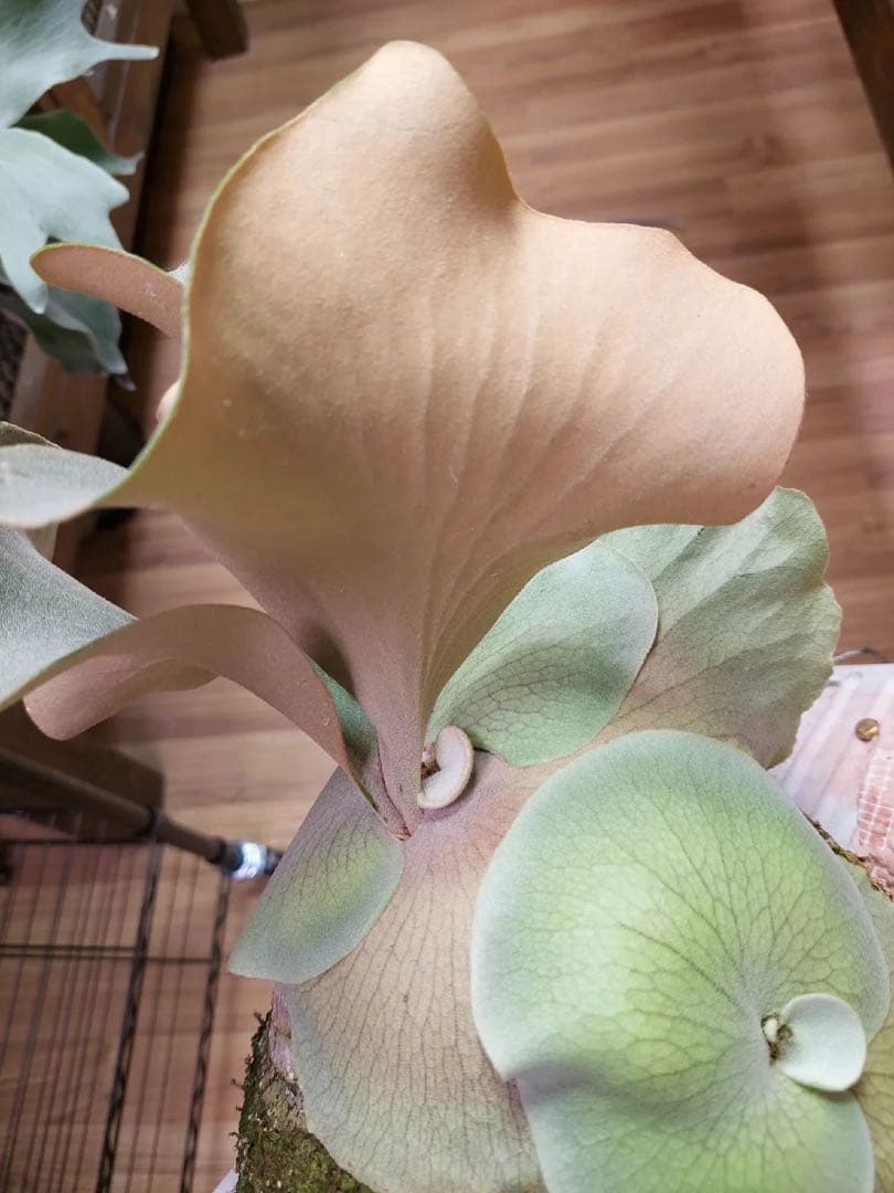 P.Pink Princess sporelingピンクプリンセス スポア株