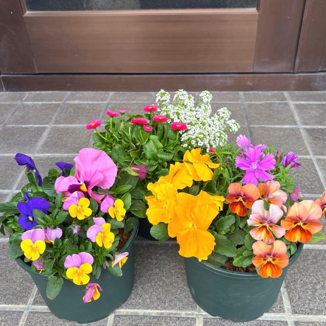 9356☆長く楽しめる☆寄せ植え☆同鉢3鉢セット☆可愛いです。 - メルカリ