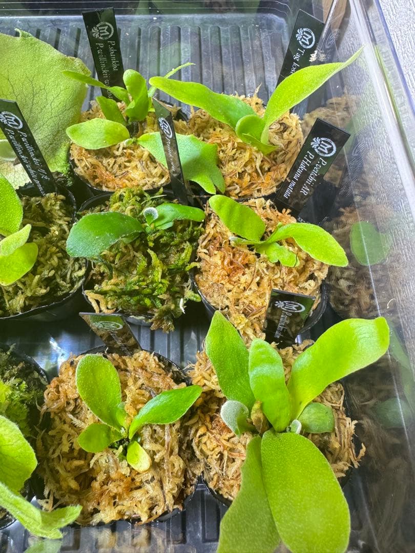 ビカクシダ 15種 - メルカリ