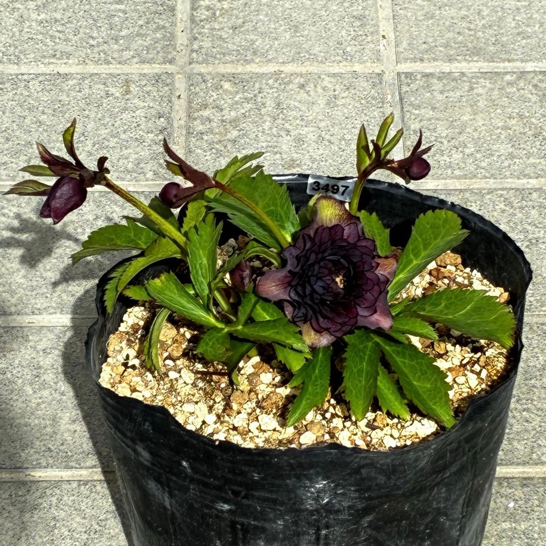 m*i様 3497☘️たくさん蕾花付き☘️２年間保管☘️⭐️ダーク⭐️超多弁⭐️