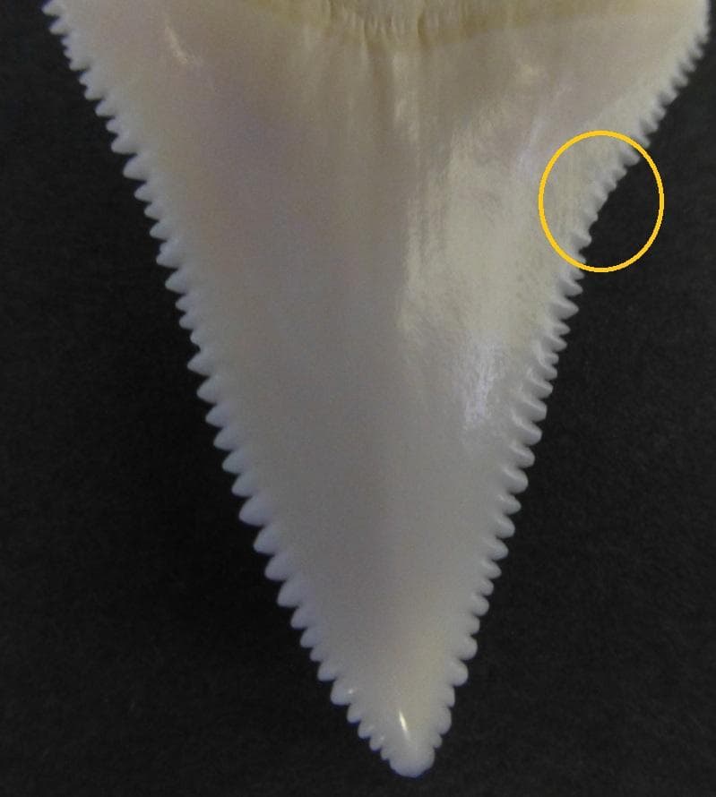 ホホジロザメ（C. carcharias）の歯（A’級）49.9mm