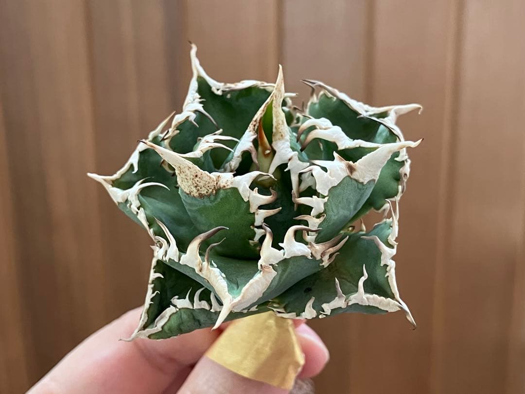 K*S様 【初売りオークション】84 選抜 コンパクト アガベ 白豪刺 TC