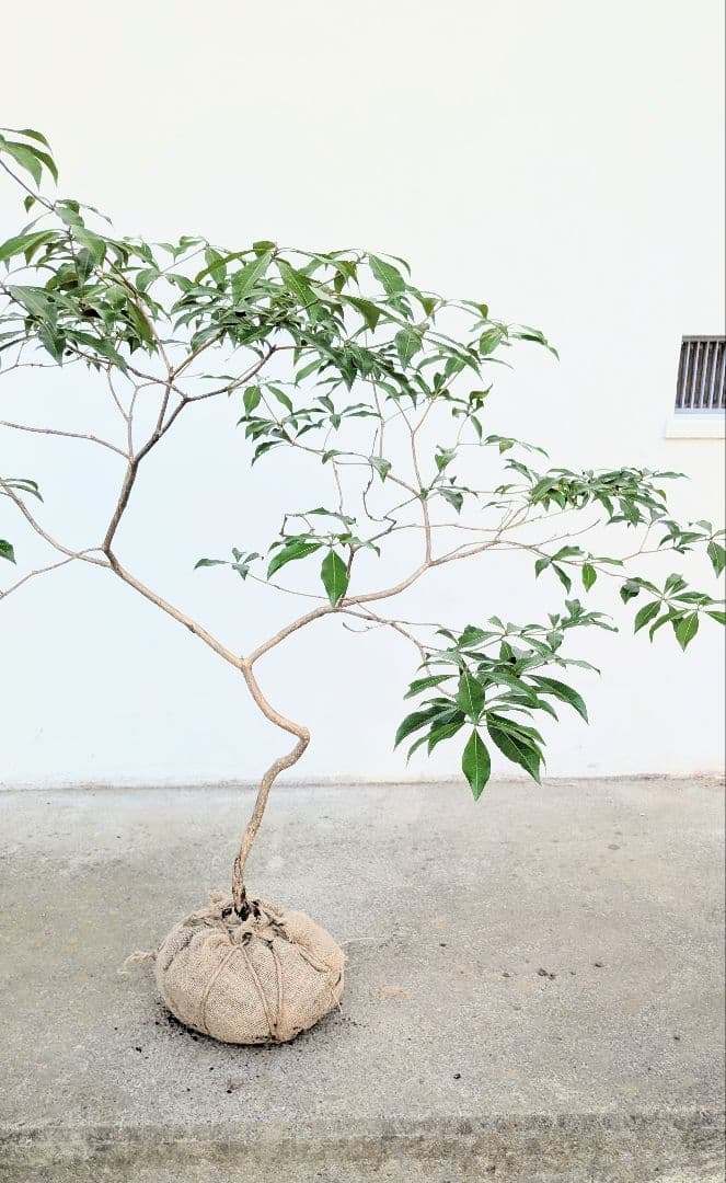 完結。山採りアセビ。