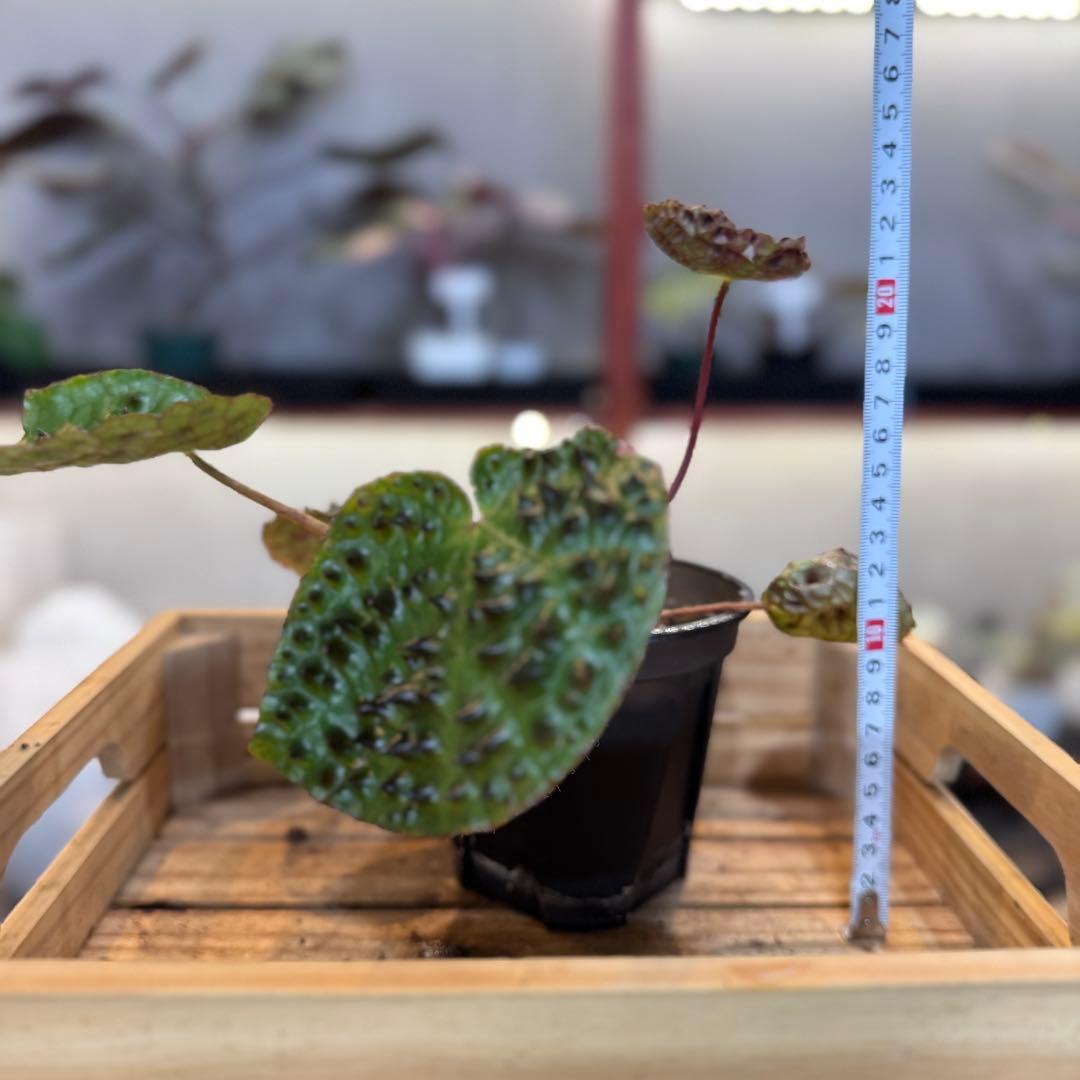 P*r様 59 S&P ベゴニア フェロックス トゲトゲ 寒さに強い - メルカリ