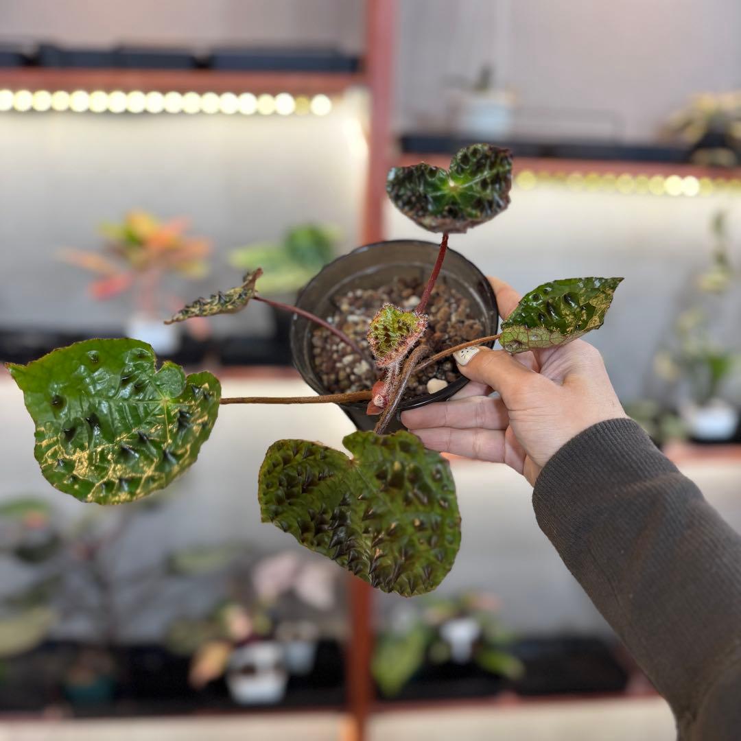 P*r様 59 S&P ベゴニア フェロックス トゲトゲ 寒さに強い - メルカリ