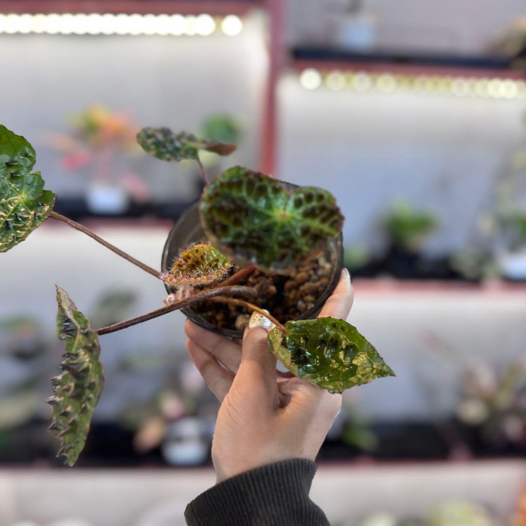 P*r様 59 S&P ベゴニア フェロックス トゲトゲ 寒さに強い - メルカリ