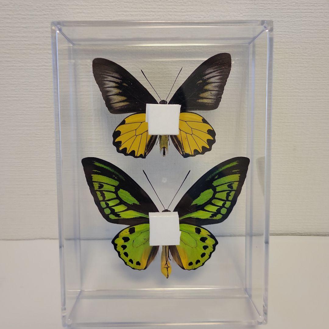 蝶の標本 トリバネチョウの世界(珍A1) M109859408 公式 ストア