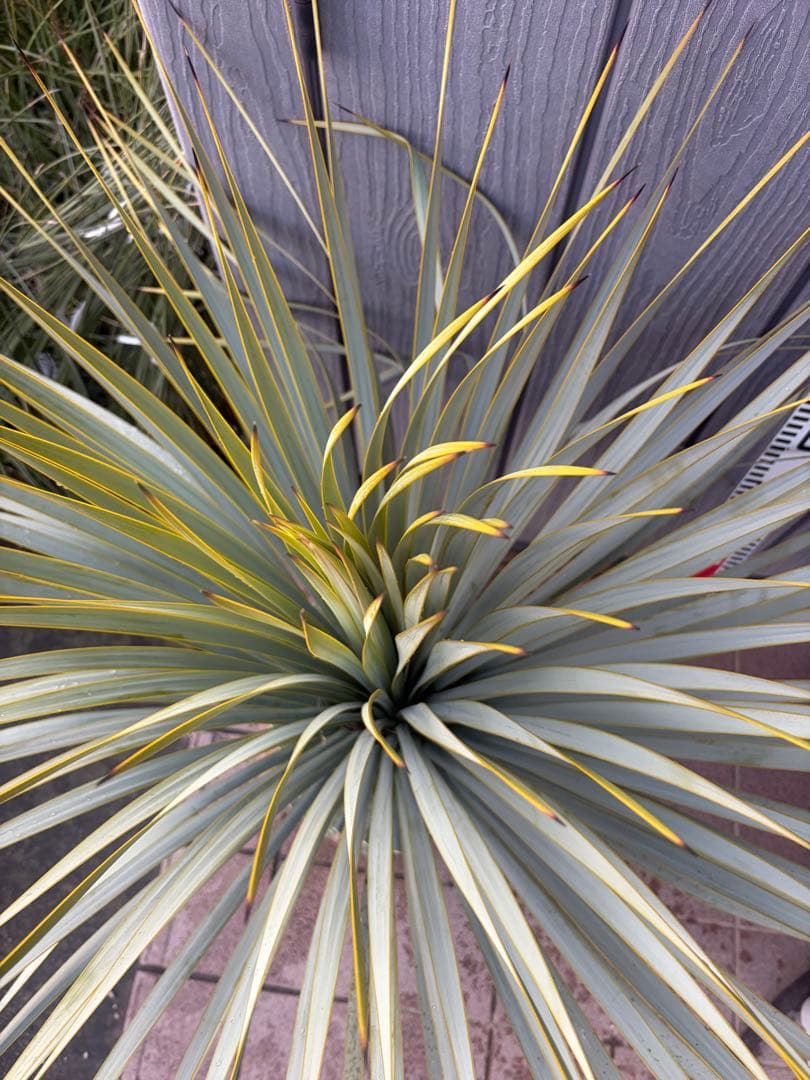 早いもの勝ち ユッカ ロストラータ 5 - メルカリ