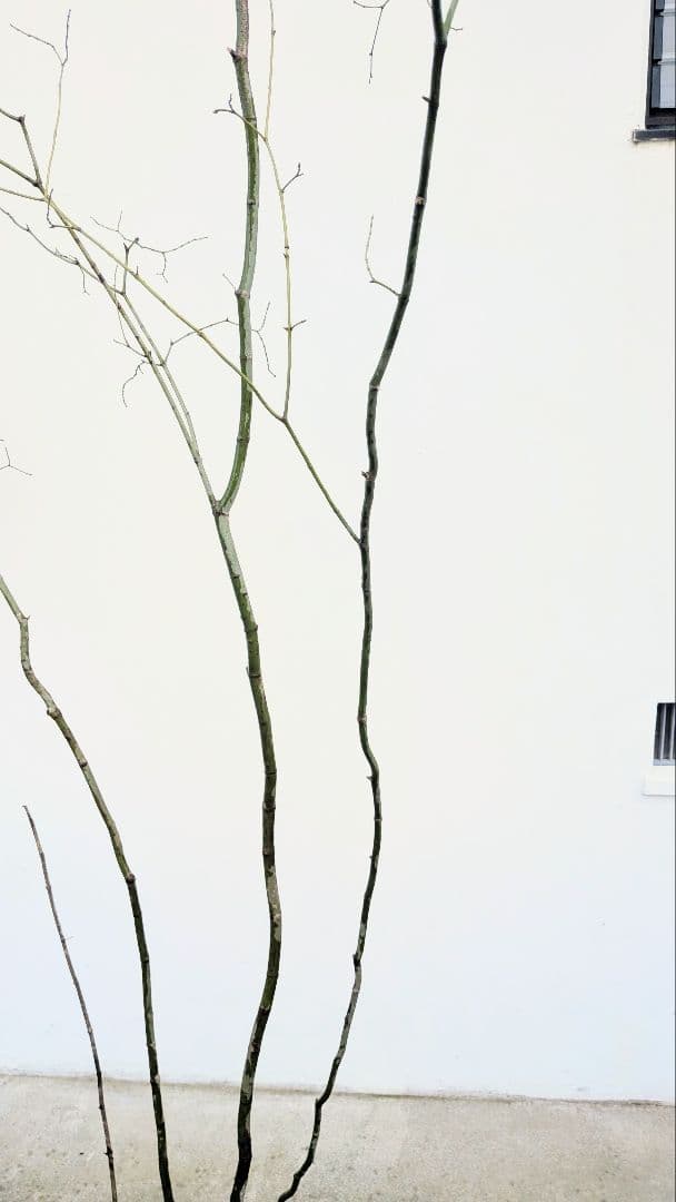 HIME_01_17さま。。山採りコハウチワカエデ。