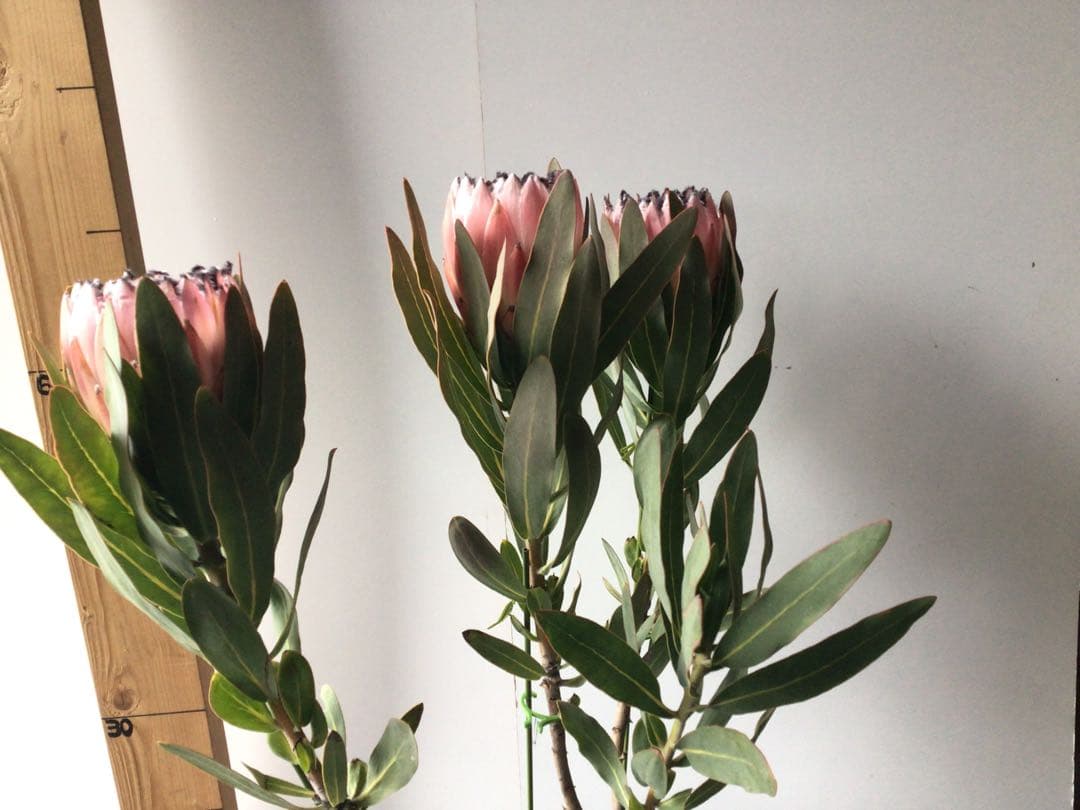 お花が咲いて来たのでプライス販売。希少品種のプロテア・オーストラリスピンク3輪咲