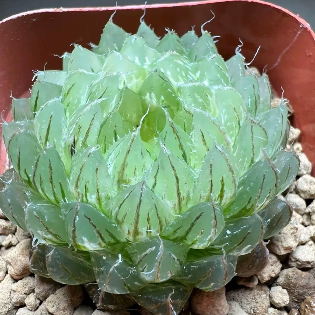 多肉植物 ハオルチア 翠雲錦 糊斑 - メルカリ